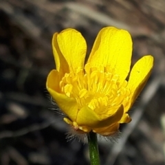 Ranunculus lappaceus (Australian Buttercup) at Yaouk, NSW - 18 Oct 2023 by JARS