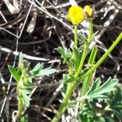 Ranunculus lappaceus at Yaouk, NSW - 18 Oct 2023