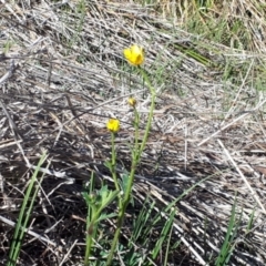 Ranunculus lappaceus at Yaouk, NSW - suppressed