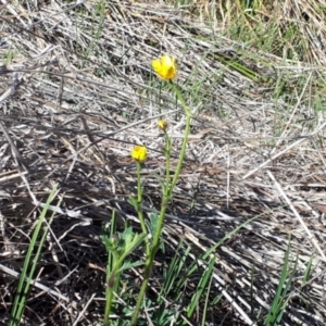 Ranunculus lappaceus at Yaouk, NSW - suppressed