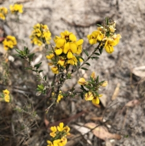 Aotus ericoides at Windellama, NSW - 18 Oct 2023 12:57 PM