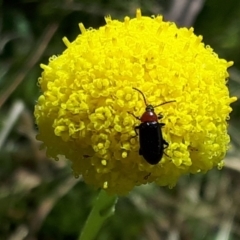 Craspedia variabilis (Common Billy Buttons) at Yaouk, NSW - 13 Dec 2021 by JARS