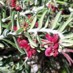 Grevillea lanigera (Woolly Grevillea) at Yaouk, NSW - 18 Oct 2023 by JARS