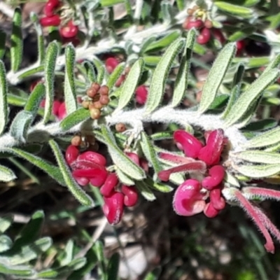 Grevillea lanigera (Woolly Grevillea) at Yaouk, NSW - 18 Oct 2023 by JARS