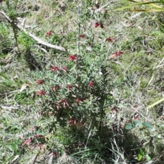 Grevillea lanigera at Yaouk, NSW - suppressed