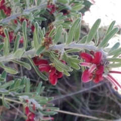 Grevillea lanigera at Yaouk, NSW - suppressed