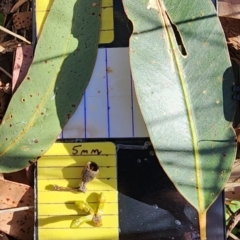 Eucalyptus botryoides (Bangalay, Southern Mahogany) at Wapengo, NSW - 19 Oct 2023 by Steve818