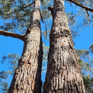 Eucalyptus botryoides at Wapengo, NSW - 20 Oct 2023