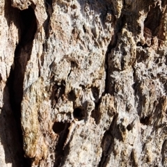 Eucalyptus botryoides at Wapengo, NSW - 20 Oct 2023