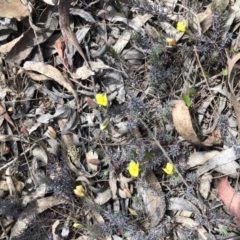 Gompholobium minus (Dwarf Wedge Pea) at Windellama, NSW - 18 Oct 2023 by Handke6