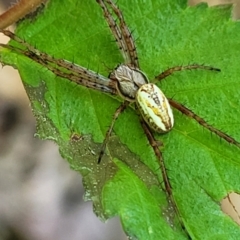 Plebs bradleyi (Enamelled spider) at Lyneham, ACT - 19 Oct 2023 by trevorpreston