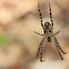 Araneus eburnus (Bush orb weaver) at Sullivans Creek, Lyneham South - 19 Oct 2023 by trevorpreston