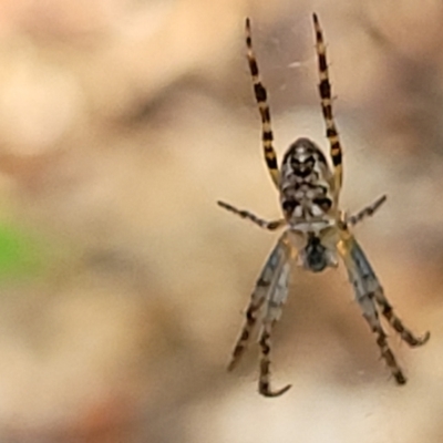 Araneus eburnus (Bush orb weaver) at Lyneham, ACT - 20 Oct 2023 by trevorpreston