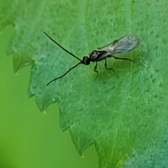 Ichneumonoidea (Superfamily) (A species of parasitic wasp) at Sullivans Creek, Lyneham South - 19 Oct 2023 by trevorpreston