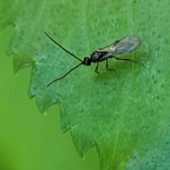 Ichneumonoidea (Superfamily) (A species of parasitic wasp) at Lyneham, ACT - 20 Oct 2023 by trevorpreston
