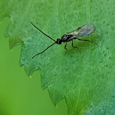 Ichneumonoidea (Superfamily) (A species of parasitic wasp) at Sullivans Creek, Lyneham South - 19 Oct 2023 by trevorpreston