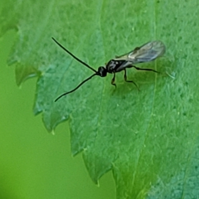 Ichneumonoidea (Superfamily) (A species of parasitic wasp) at Lyneham, ACT - 20 Oct 2023 by trevorpreston