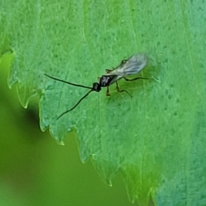 Ichneumonoidea (Superfamily) at Lyneham, ACT - 20 Oct 2023