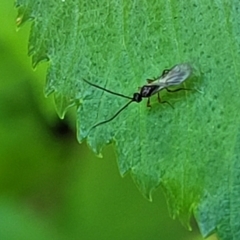 Ichneumonoidea (Superfamily) at Lyneham, ACT - 20 Oct 2023 08:36 AM