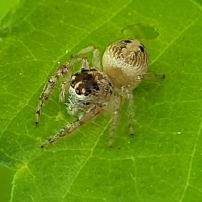 Opisthoncus sexmaculatus (Six-marked jumping spider) at Sullivans Creek, Lyneham South - 19 Oct 2023 by trevorpreston