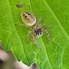 Opisthoncus sexmaculatus at Lyneham, ACT - 20 Oct 2023