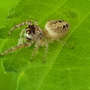 Opisthoncus sexmaculatus at Lyneham, ACT - 20 Oct 2023