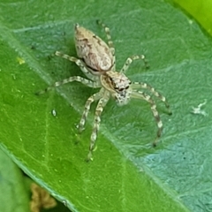 Helpis minitabunda (Threatening jumping spider) at Sullivans Creek, Lyneham South - 19 Oct 2023 by trevorpreston