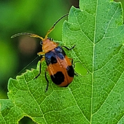 Aulacophora hilaris (Pumpkin Beetle) at Sullivans Creek, Lyneham South - 19 Oct 2023 by trevorpreston