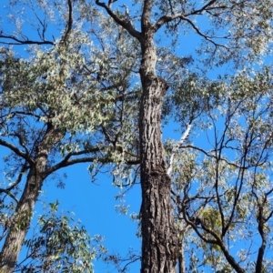 Eucalyptus paniculata at Akolele, NSW - 20 Oct 2023
