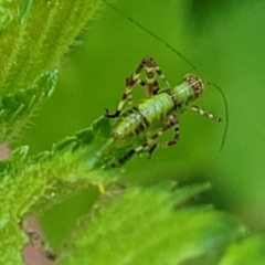 Caedicia simplex (Common Garden Katydid) at Lyneham, ACT - 19 Oct 2023 by trevorpreston