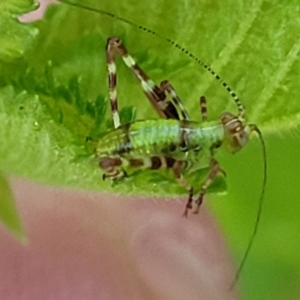 Caedicia simplex at Lyneham, ACT - 20 Oct 2023