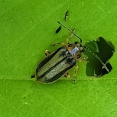 Xanthogaleruca luteola (Elm leaf beetle) at Sullivans Creek, Lyneham South - 19 Oct 2023 by trevorpreston