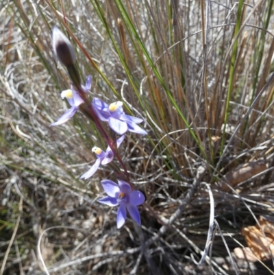 Thelymitra sp. (A Sun Orchid) at Borough, NSW - 18 Oct 2023 by Paul4K