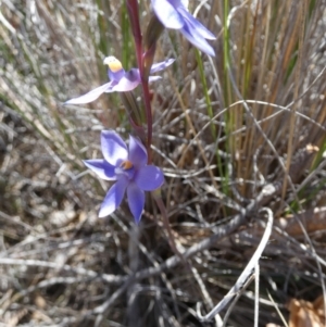 Thelymitra sp. at Borough, NSW - 19 Oct 2023