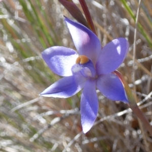 Thelymitra sp. at Borough, NSW - 19 Oct 2023