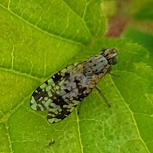 Austrotephritis poenia at Lyneham, ACT - 20 Oct 2023