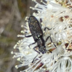 Cleridae sp. (family) at Borough, NSW - suppressed