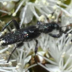 Cleridae sp. (family) at Borough, NSW - suppressed