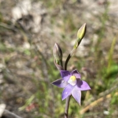 Thelymitra peniculata (Blue Star Sun-orchid) at Mount Taylor - 19 Oct 2023 by Shazw