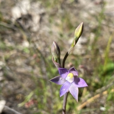 Thelymitra peniculata (Blue Star Sun-orchid) at Tuggeranong, ACT - 19 Oct 2023 by Shazw