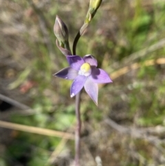 Thelymitra peniculata at Tuggeranong, ACT - suppressed