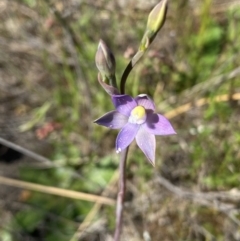 Thelymitra peniculata at Tuggeranong, ACT - suppressed