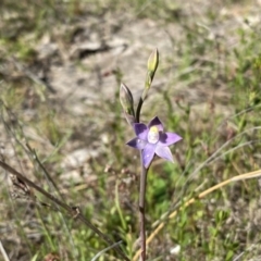 Thelymitra peniculata at Tuggeranong, ACT - suppressed