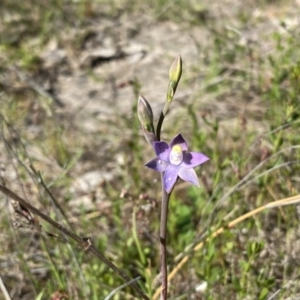 Thelymitra peniculata at Tuggeranong, ACT - suppressed