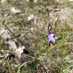 Thelymitra peniculata at Tuggeranong, ACT - suppressed