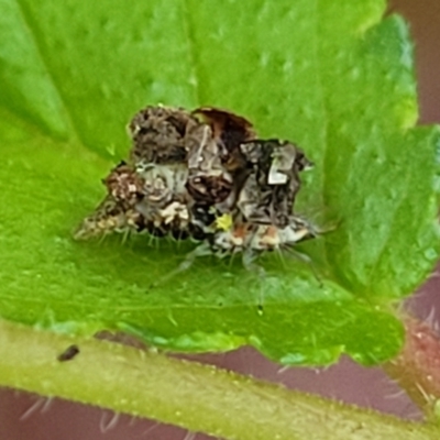 Chrysopidae (family) (Unidentified Green lacewing) at Sullivans Creek, Lyneham South - 19 Oct 2023 by trevorpreston