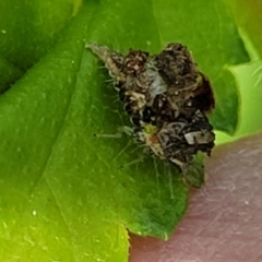 Chrysopidae (family) at Lyneham, ACT - 20 Oct 2023