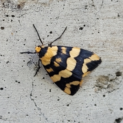 Termessa zonophanes (Double Yellow-patched Footman) at Sullivans Creek, Lyneham South - 19 Oct 2023 by trevorpreston