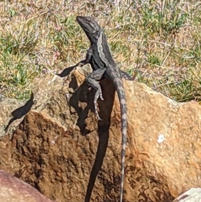 Amphibolurus muricatus (Jacky Lizard) at Sutton, NSW - 20 Oct 2023 by Talie