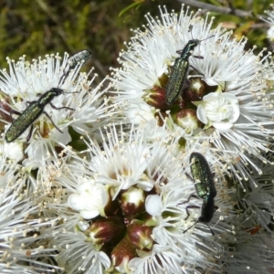 Cleridae sp. (family) at Borough, NSW - suppressed